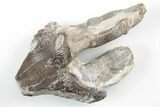Fossil Primitive Whale (Pappocetus) Molar - Morocco #215133-1